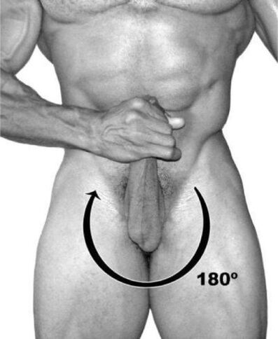 Penis rotate to increase it